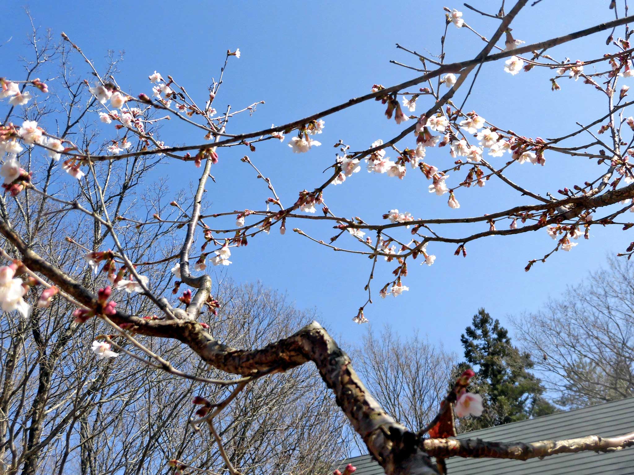 2023 4月 直売所の桜開花